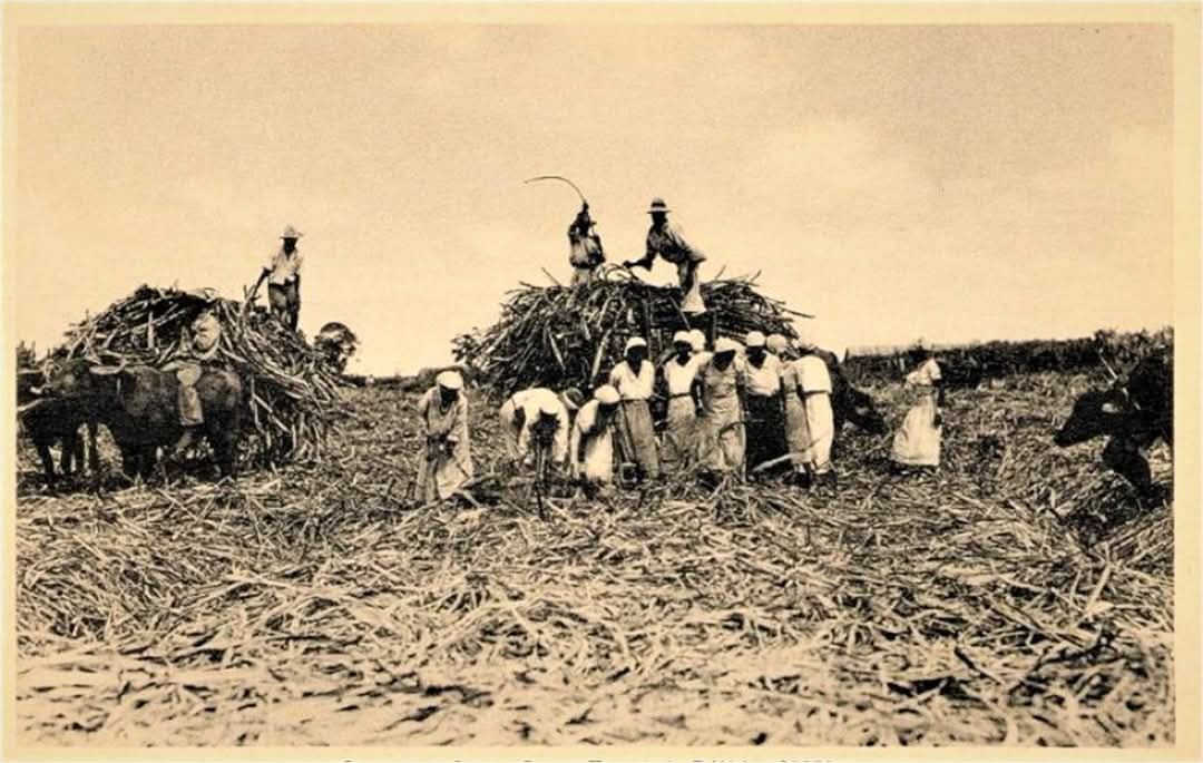 Loading the cut down sugar cane, also around 1900